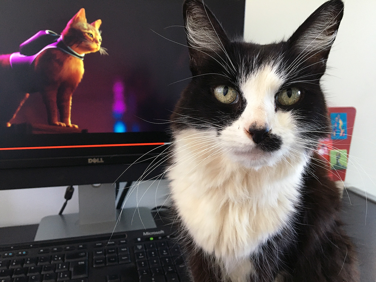 Gatoca: Stray e os melhores jogos de gato, incluindo tabuleiro!